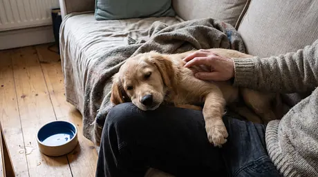 Diarrea del cucciolo: cause, cure e quando chiamare il veterinario