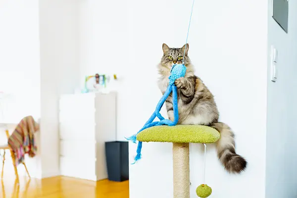 Halten Sie Ihre Hauskatze aktiv: Lustige und kreative Bewegungsideen für glückliche, gesunde Katzen